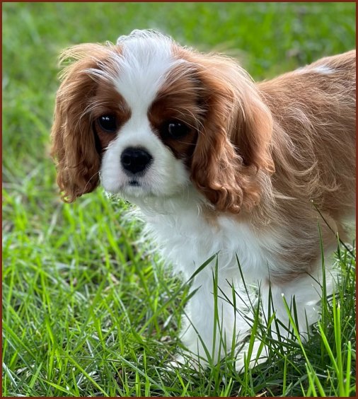 Fox Creek Blenheim Puppies